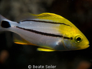 Juv. Porkfish by Beate Seiler 